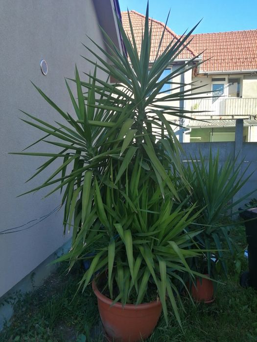 Yucca floare ornament