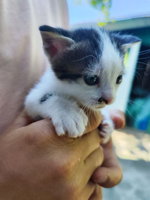Ofer spre adopție pui pisica