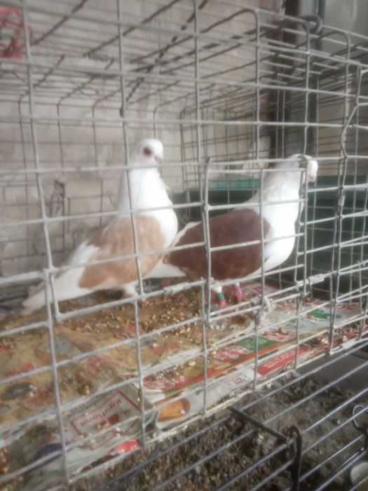 Продавам чифт кабаци