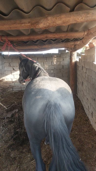 Uloqchi ot qorabayir