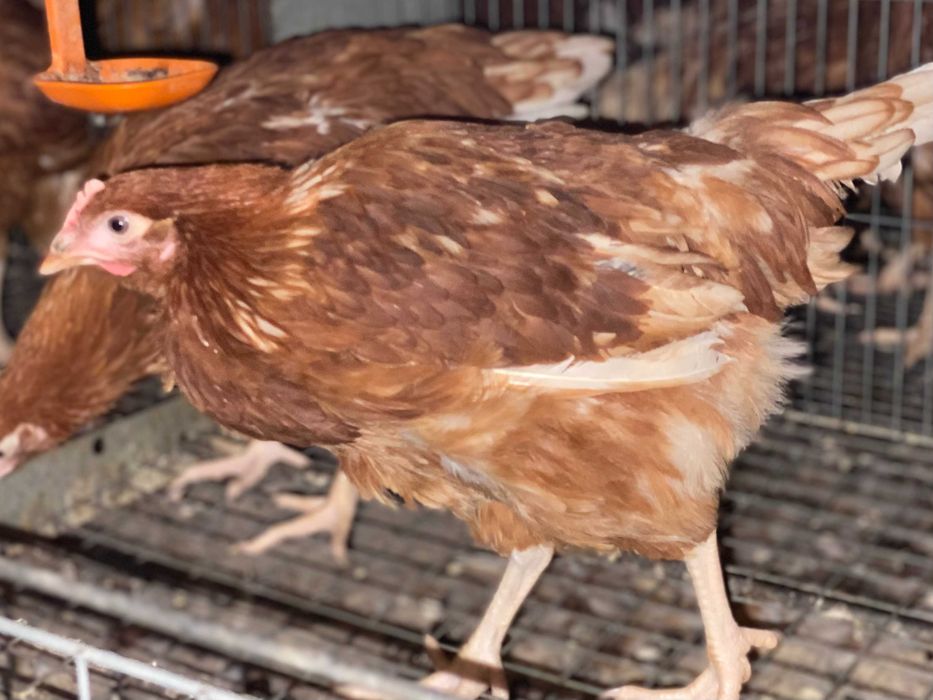 Vaccinarea – diferența dintre o puicuță sănătoasă și o pierdere sigură