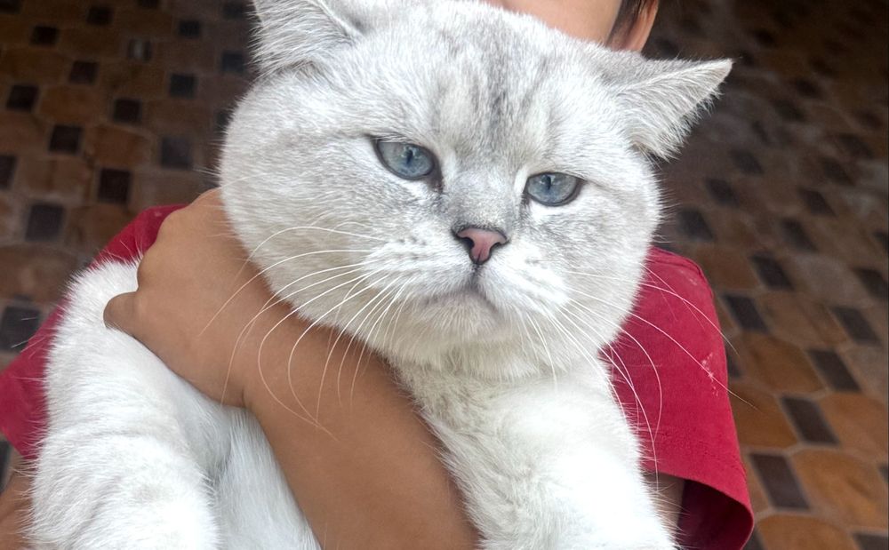 Vyazka uchun British Shorthair Chinchilla