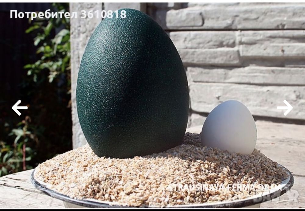 Черупка на яйце от Ему