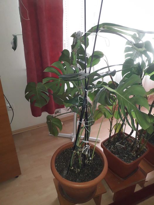 Flori in ghiveci de camera