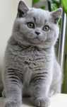 British shorthair