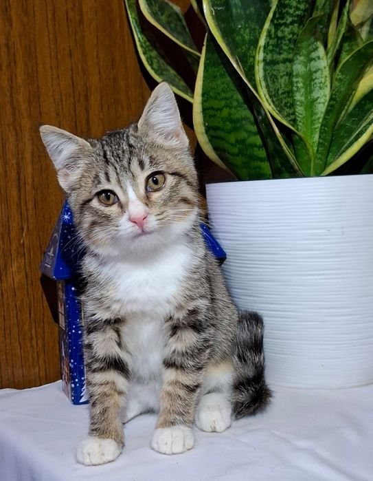 Чешия, ждёт заботливых маму и папу