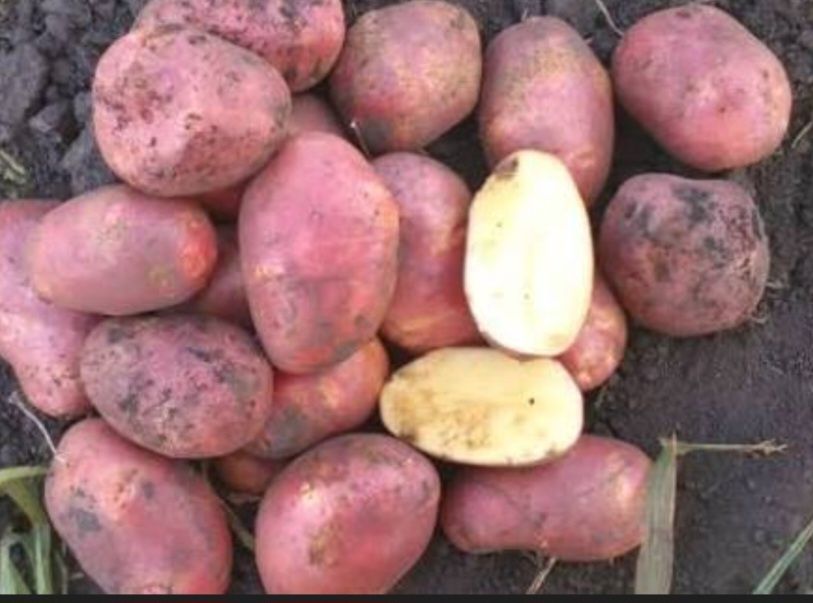 Картошка домашняя  красная