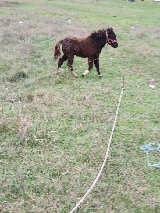 Ponei iapă și manză