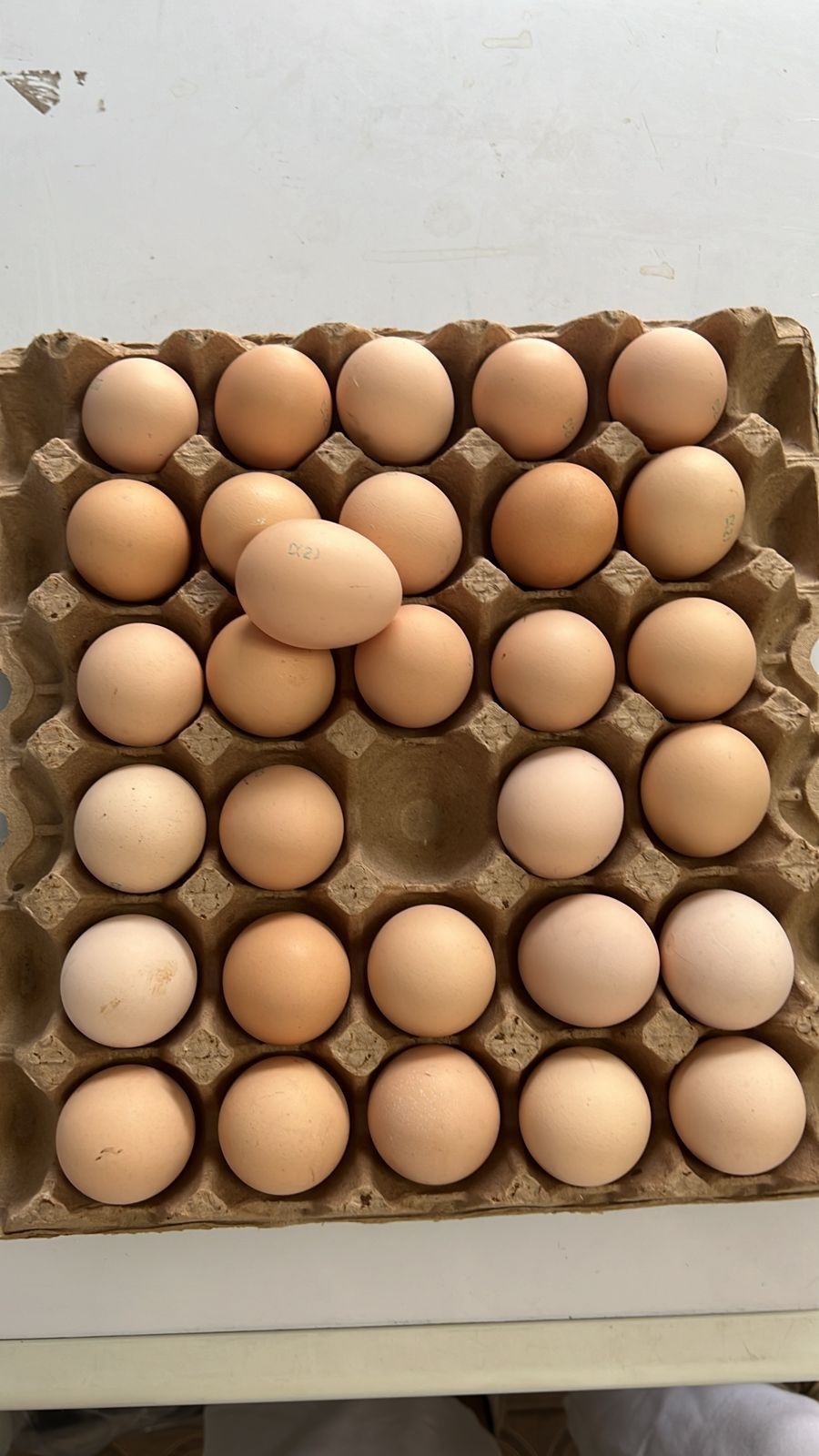 Куриное яйцо все категории
