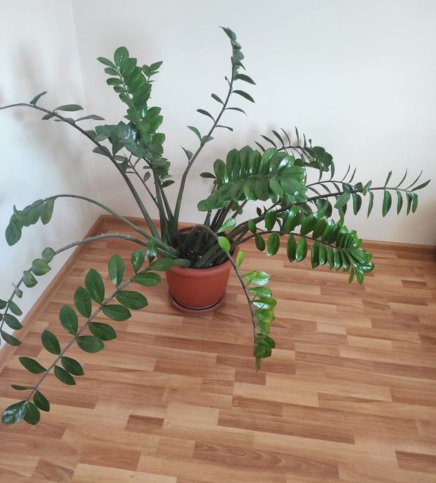 Floare Zamioculcas