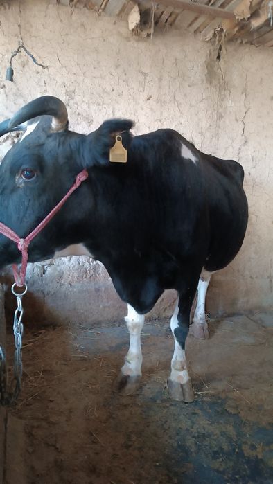 СРОЧНО! Сиыр, корова есть 15 л молоко