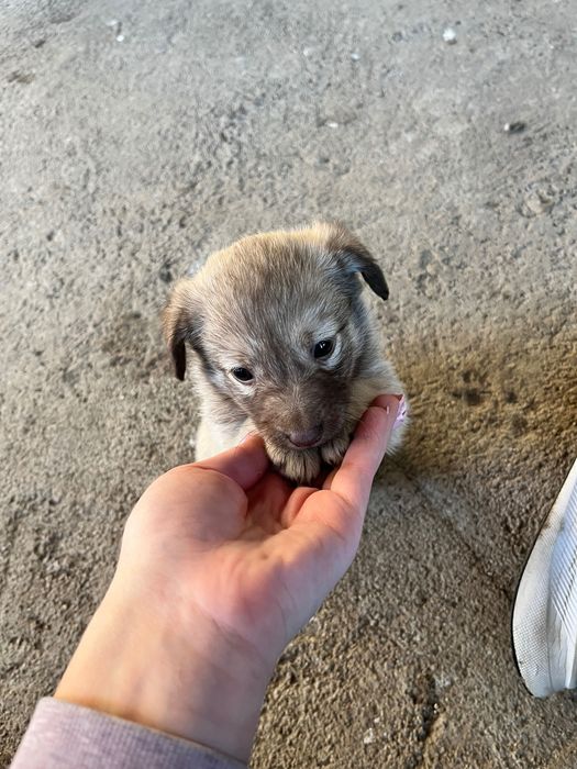 Подарявам три малки кученца на 1 месец