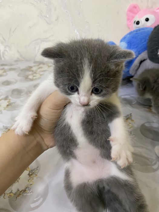 Мушукчалар сотилади вислоухий породали британский