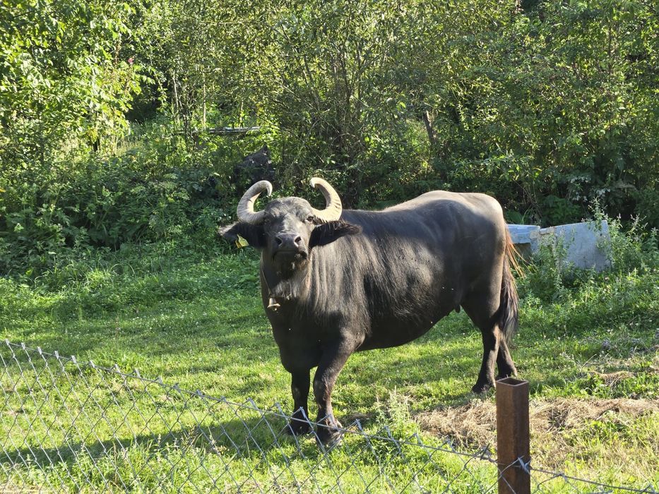 Bivolița de vanzare