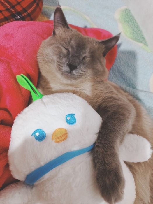 Сиамский мысық DOLLOR