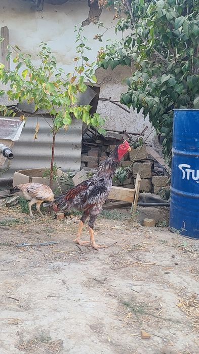 Dakan kul xoroz sotiladi