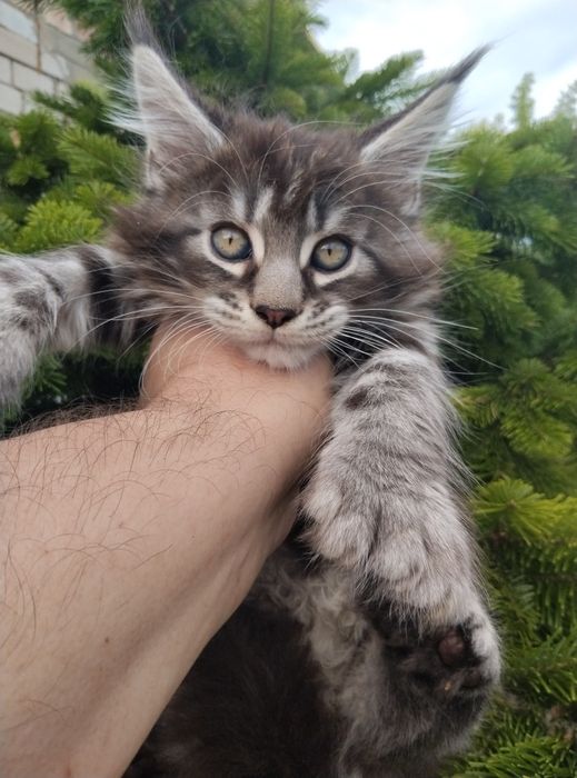Элитные котята мейн-куны полидакты