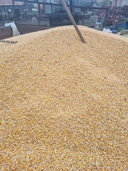 Vand Porumb recolta 2025