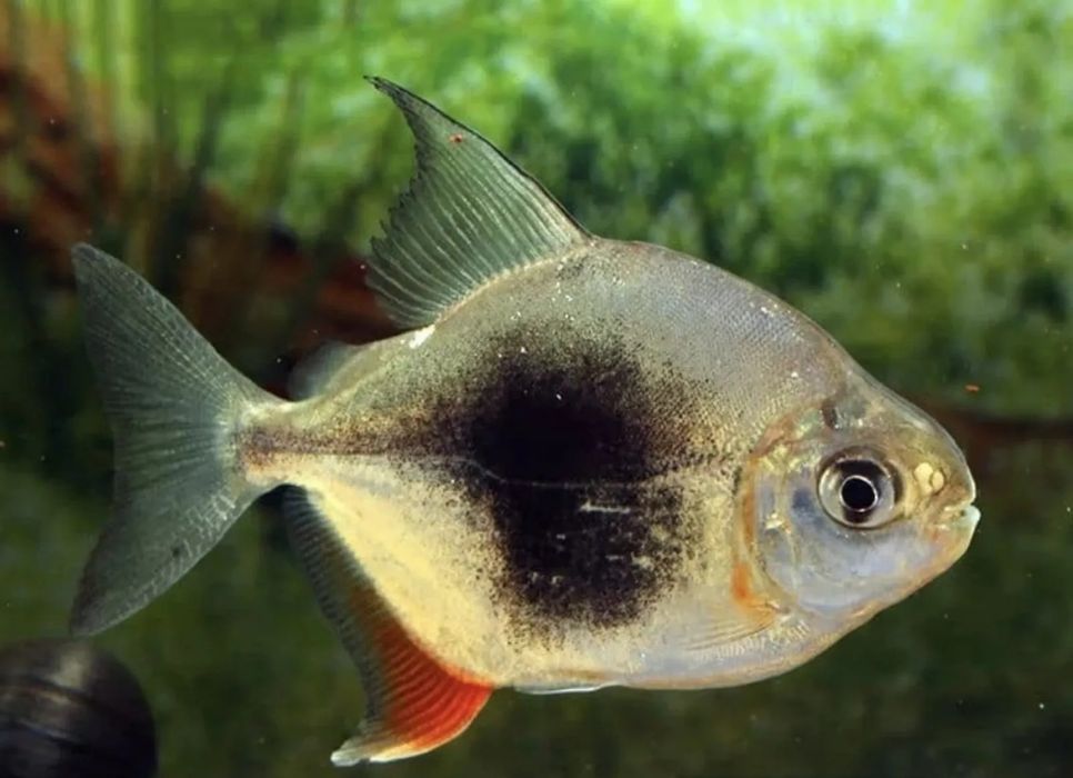 Продается Рыба Милэус Ламакс