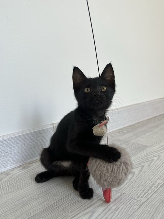 Котенок,девочка,в добрые руки