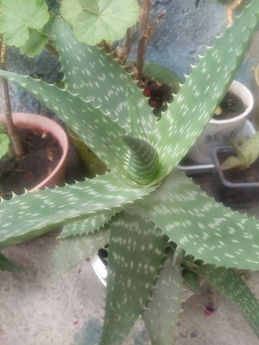 Алое лечебное комнатное