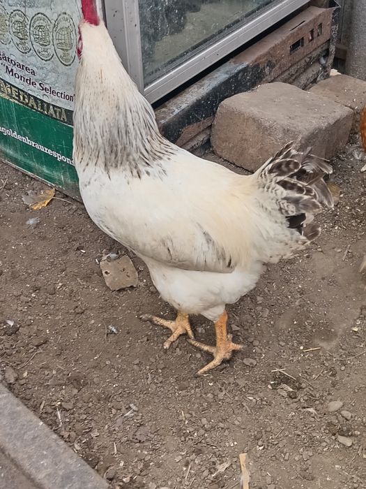 Vând cocoși și rate de tara crescute bio