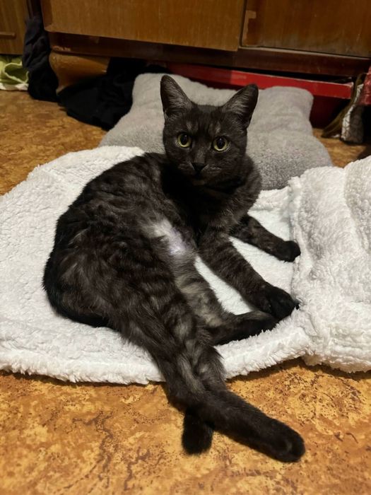 Кошечка ищет дом