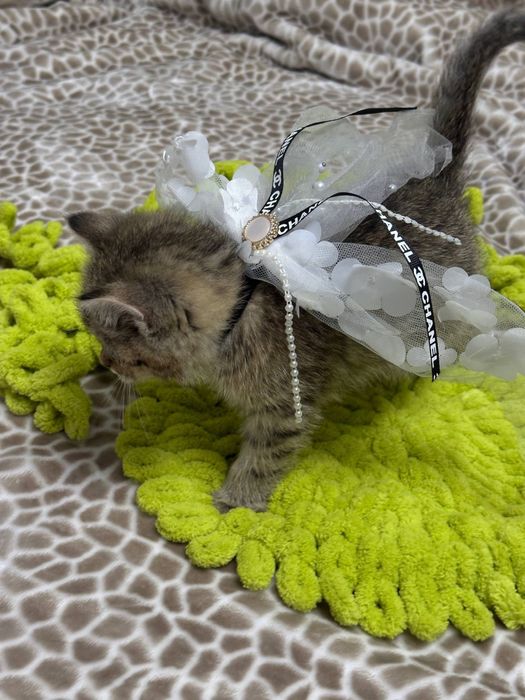 Skottish shinshilla sotiladi