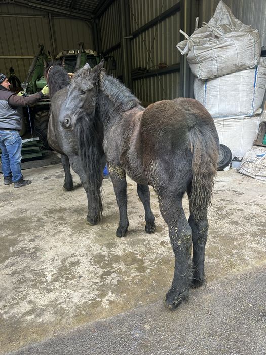 Vand manji negri ( o manza si un manz) si iapa gipsy vanner