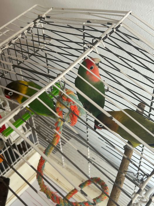 Caută casă nouă , de vânzare