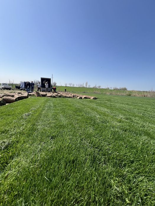 Gazon o’pto’m ranglari chotki abyomda bor