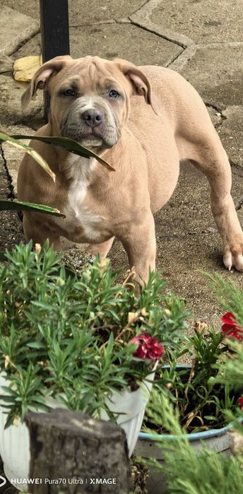 Американско Були ХЛ / American Bully XL  2 момчета и 2 момичета