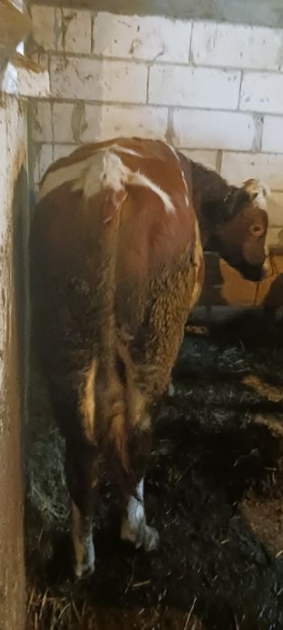 Junica  si taur de monta sau sacrificat