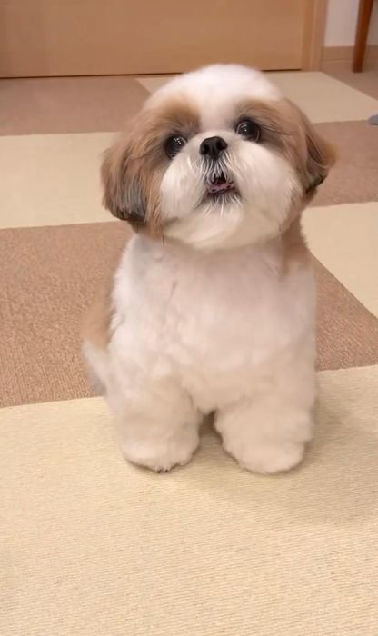 Cățel Shih-Tzu Mini Toy Rasa Pura