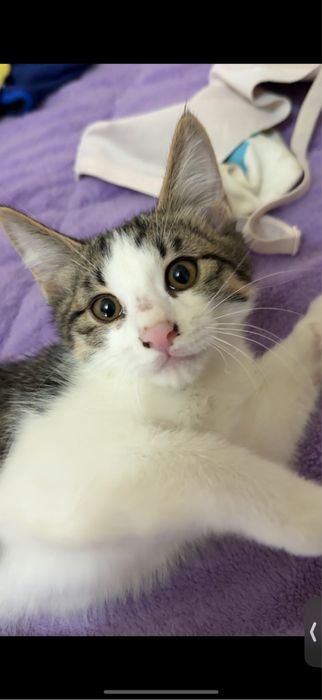 Игривые Котята Девочки и Мальчики