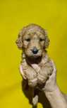 Cățeluși Labradoodle apricot