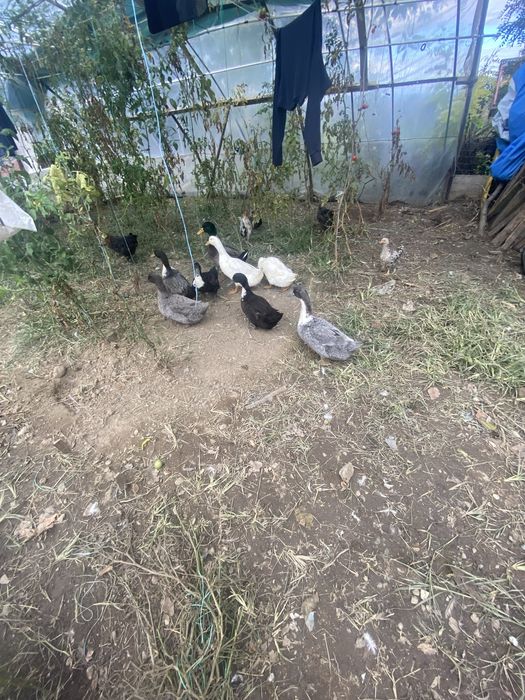 Rățoi romanesti si gaini pitici