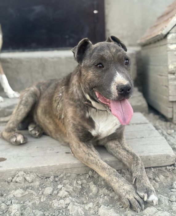 Супер пёс в добрые руки