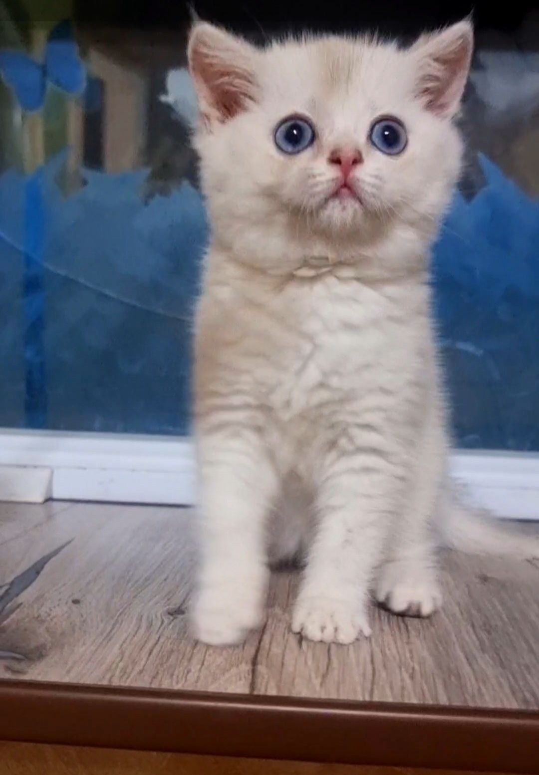 Продаются котята