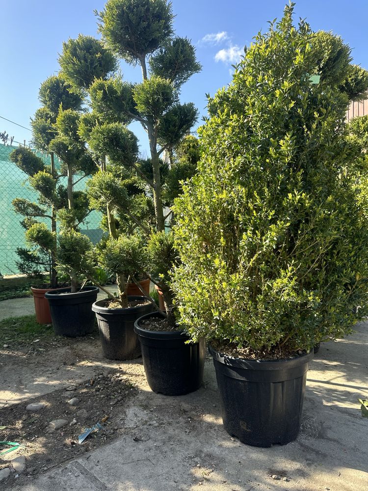 Buxus Merisor la ghiveci