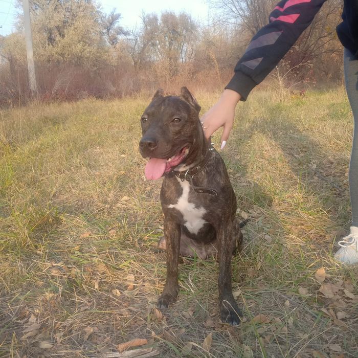 Вязка Стаффордширский терьер