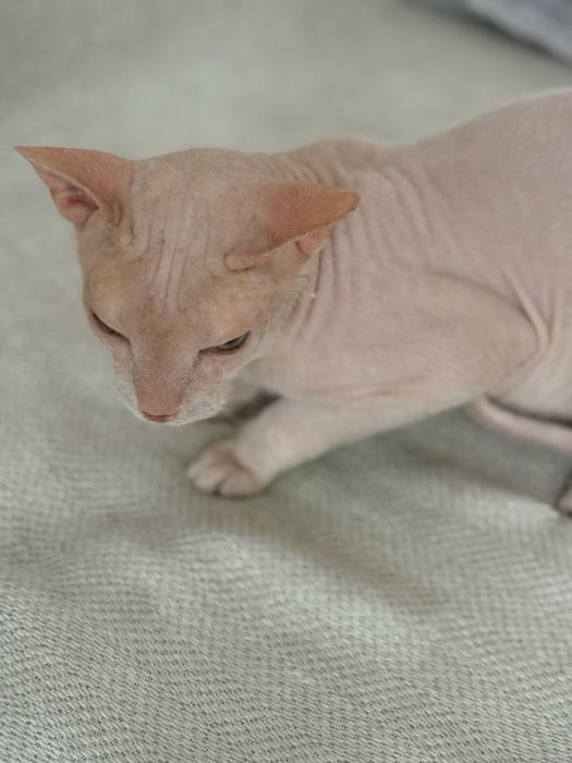 Кот сфинкс 7 месяцев