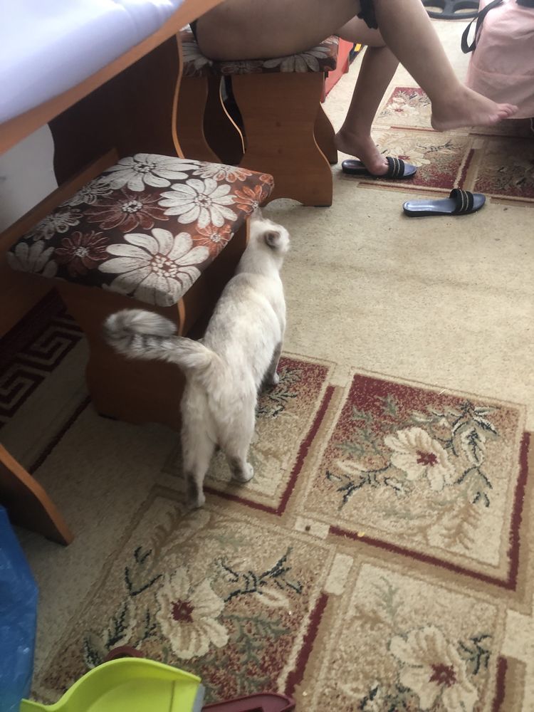 Кошка белая, девушка, хорошая, ловит насекомых,
