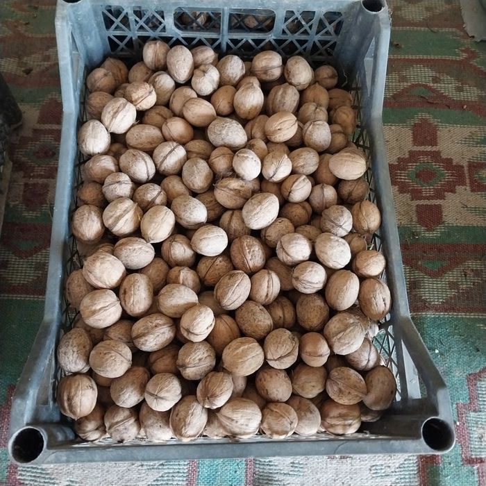 Орехи грецкие местные.