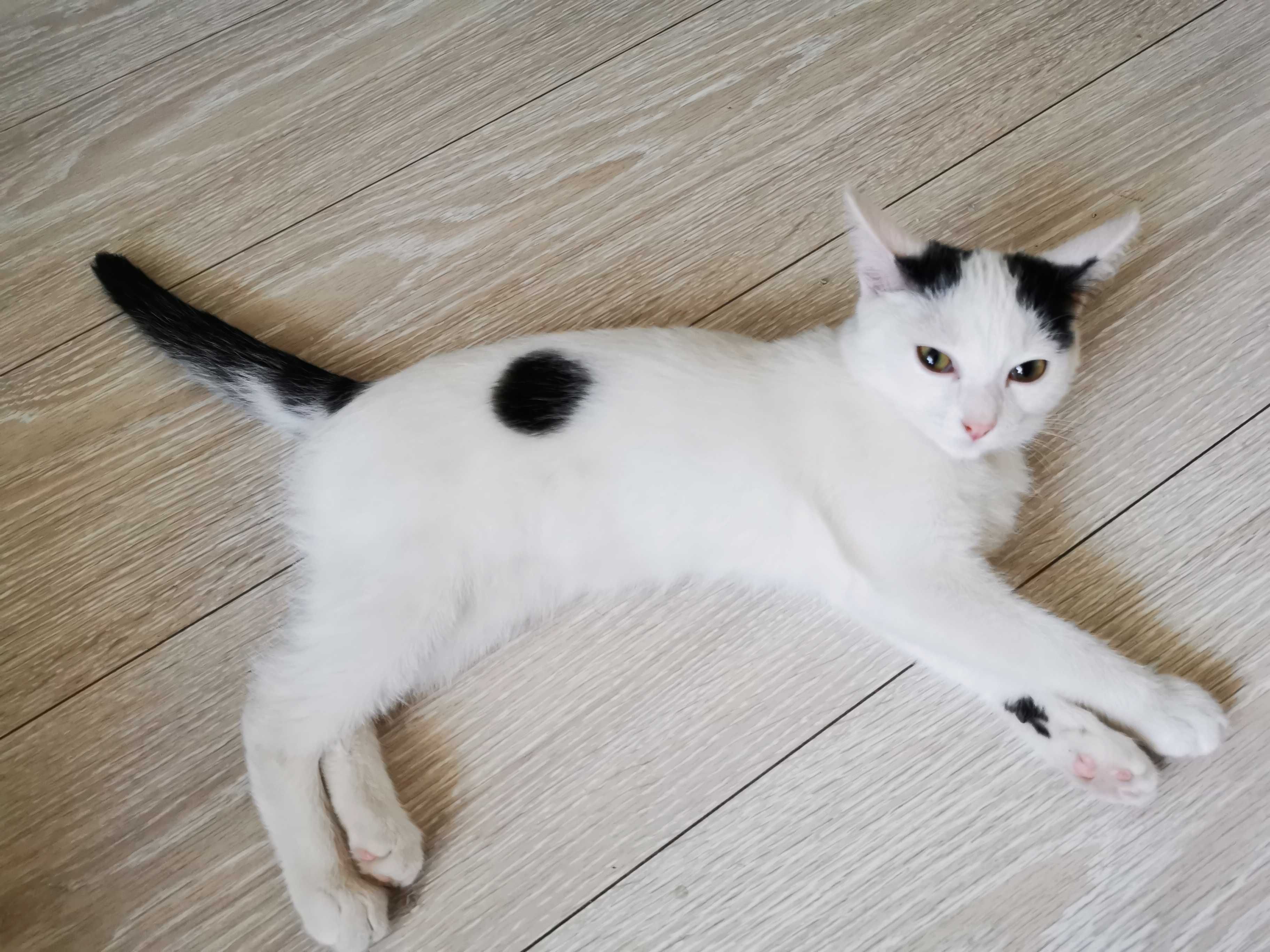 Котенок в добрые руки даром