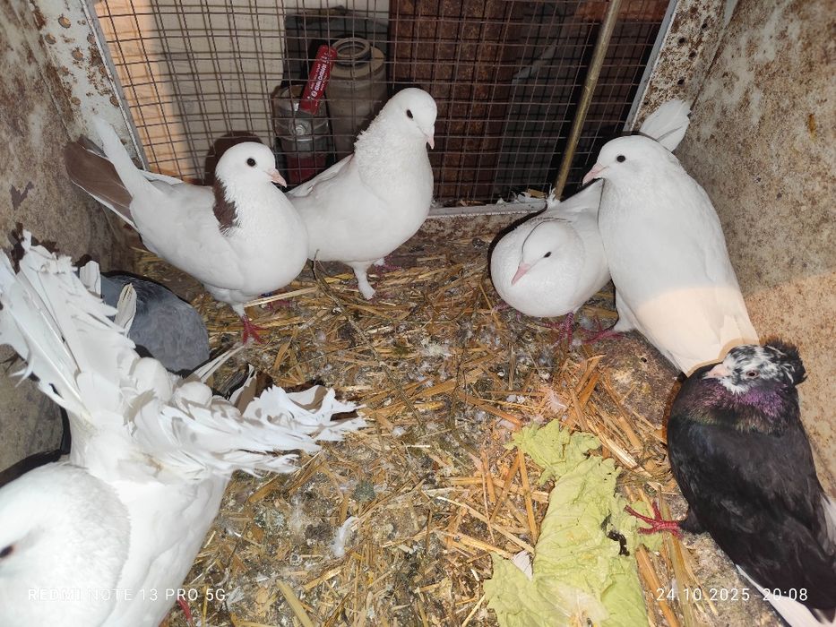 Продам голубей домашних