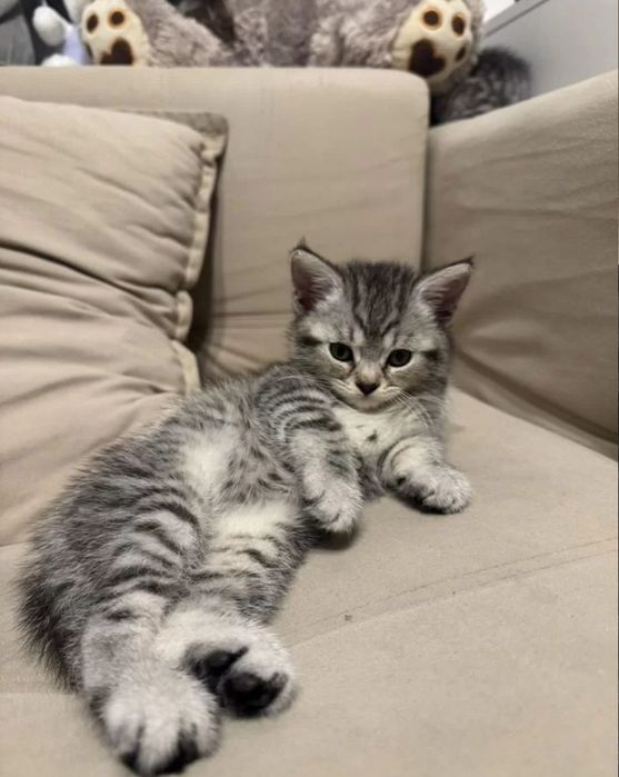 Котяьа 1.5 мес к лотку приучены, мальчики и девочки