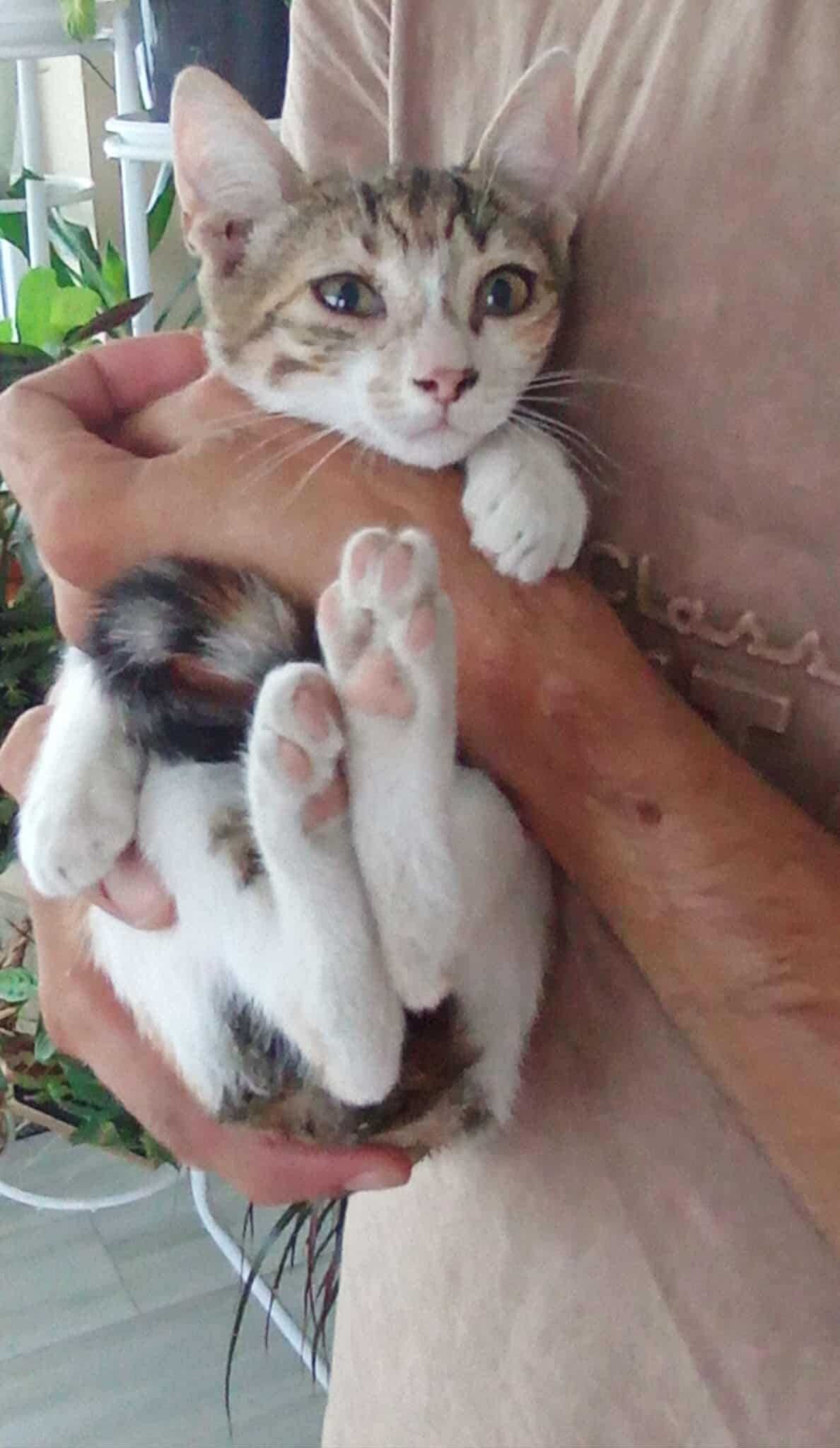Трицветно щастие