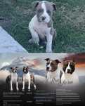 American Staffordshire Terrier