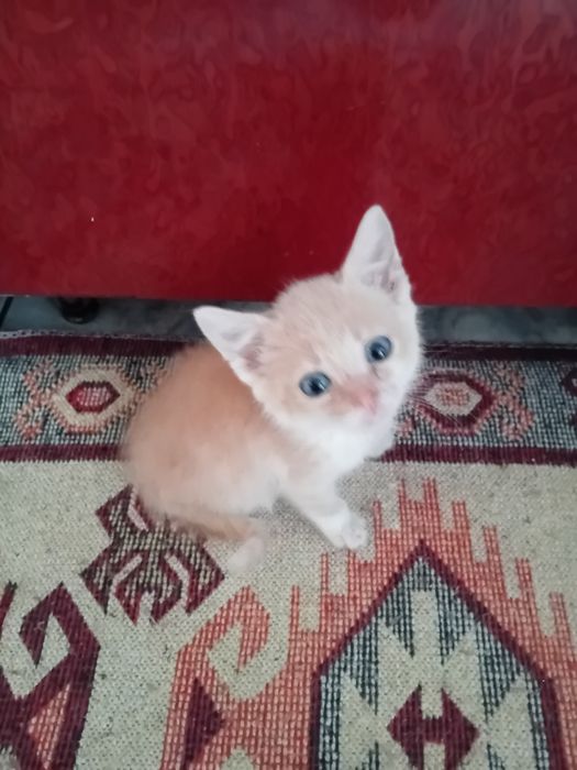 Donez pui de pisica de 2 luni